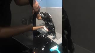 Ingiliz Staffordshire Bull Terrier 18