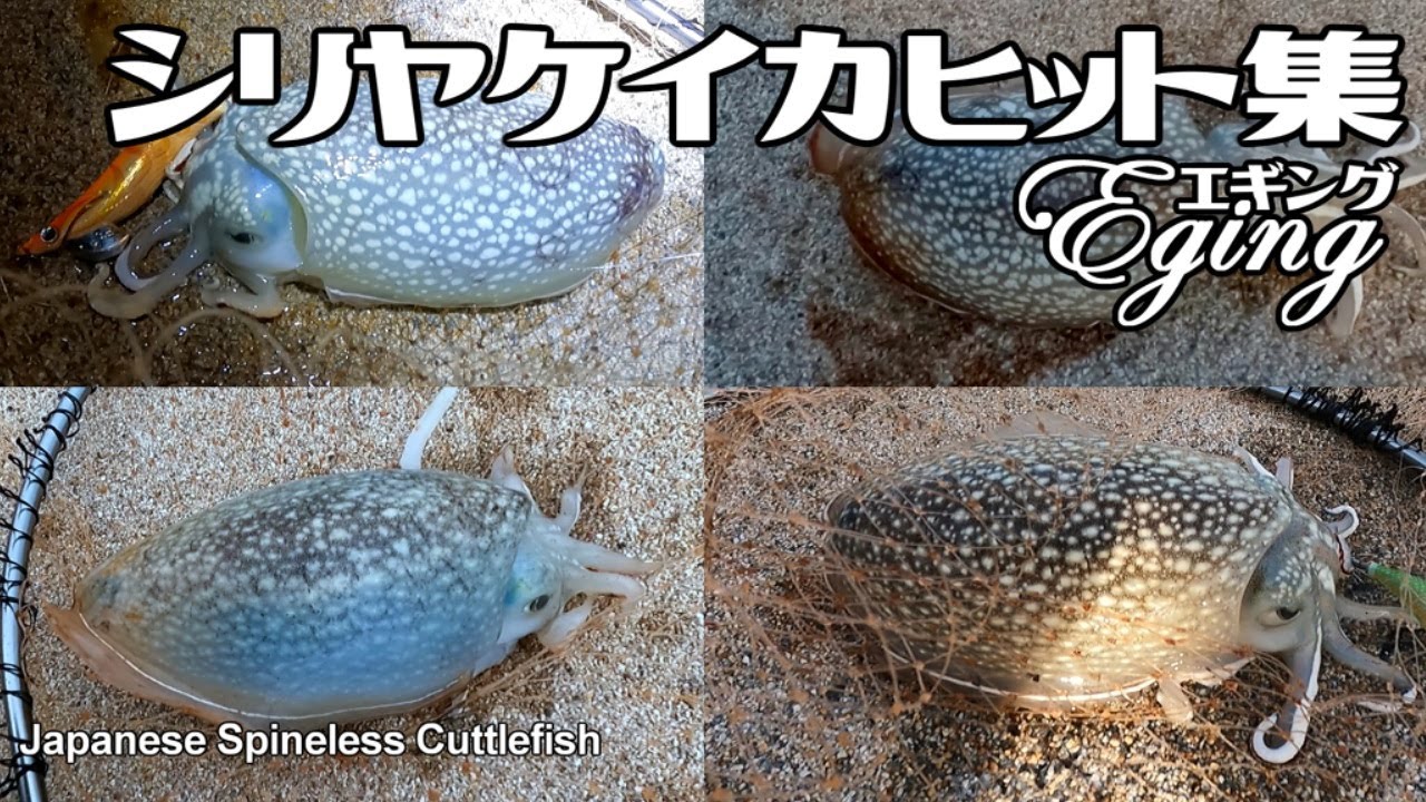 Japanese Spineless Cuttlefish Hunter Youtube