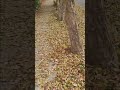 Sonido Hojas Secas Virtual Walk #shors #virtualwalk #natureview