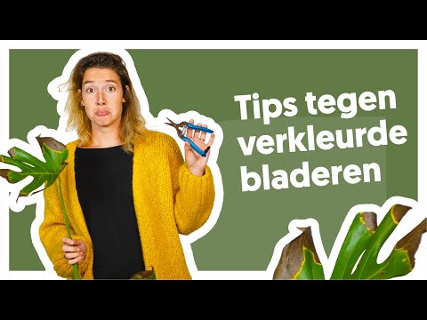 Video: Chlorophytum Blare Word Geel: Die Hoofredes. Wat Om Te Doen As Die Punte Van Die Blare Tuis In Die Winter Uitdroog?