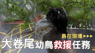 【島在現場】大卷尾幼鳥救援任務|腳被塑膠巢材纏繞無法離巢