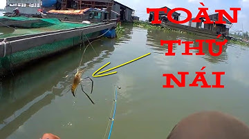 🦐Fishing 93🐟Bè Mỹ Hiệp Dính Tôm Càng Xanh Quá Đả Toàn Thứ Bự🐟