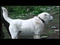 Собаки Грузии 🇬🇪 / Старый Бота Грузинская горная собака 🇬🇪 Тамаз Самканашвили