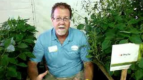 Glyphosate Resistant Weed Management in Soybeans