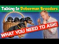 Buying a Doberman Puppy: What You Should Be Asking Breeders!