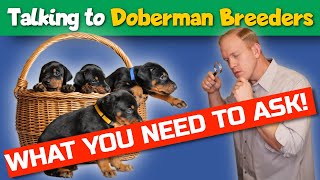 Buying a Doberman Puppy: What You Should Be Asking Breeders!