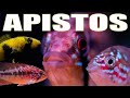 Top 5 AWESOME Apistogrammas for your Aquarium