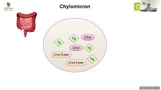 MedEClasses Module Apolipoprotein Physiology