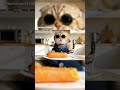 Scottish Fold cat enjoys eating delicious carrots 😺😁