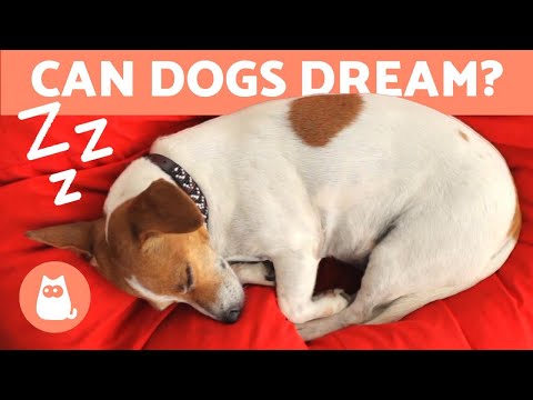 Can DOGS DREAM? 🐶💤 Sleep Cycle in Dogs