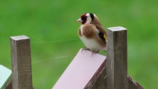 A kövér tengelic és párja. 2024. ápr. 6. by BirdTV Balaton 167 views 1 month ago 2 minutes, 6 seconds