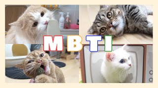 🍞 What is CAT'S Personality Type? (MBTI Test) by 스튜디오 그냥 142,293 views 2 years ago 6 minutes, 36 seconds