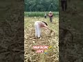Tanem Jagung🌽Guy's 🙏 #jagung #cahkerjo #buruh #satuklikuntukwujudkanimpianmu