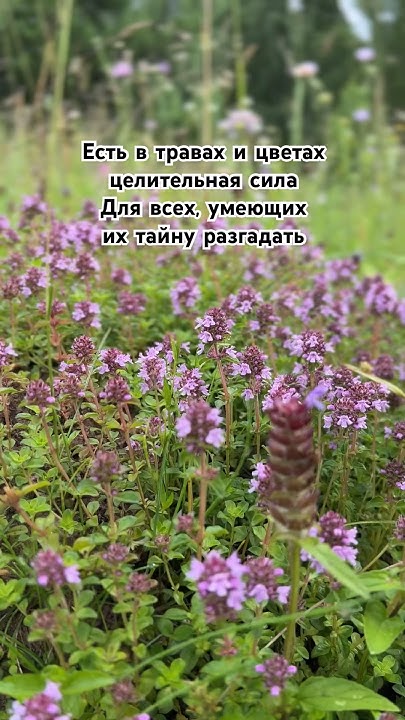 Целительная сила трав #видео #лето #природа #цветы #травы - YouTube