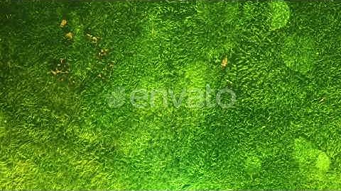 Environmental Green Moss Background | Motion Graphics - Envato elements