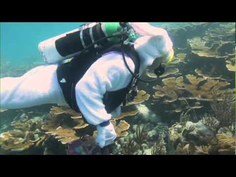 Scuba diving "bunny" prepares for Underwater Easte...