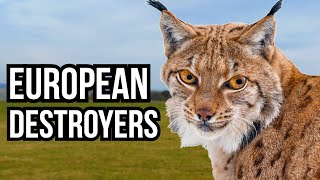 3 European Animals That Would Destroy North American Ecosystems