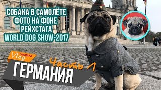 В Германию с собакой/Обман при прокате авто/World Dog Show/Chubaka Vlog! В Германию с собакой/Обман при прокате авто/World Dog Show/Chubaka Vlog!