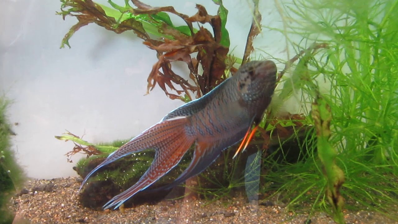 2017.08.29 Macropodus opercularis♀ × spechti♂ 雄黑叉與雌蓋斑生的雜叉雄魚-2 - YouTube
