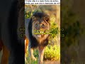 A Verdade Que Esconderam Sobre o “Rei da Selva” 🦁🔥 #shorts #shortsvirais #curiosidades #viral