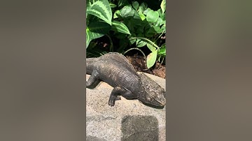 シンガポール動物園 #チンパンジー #動物園 #シンガポール動物園 #好き #素敵 #楽しむ #楽しい #エンターテイメント #トレンド #動画