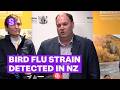 Highly infectious strain of bird flu confirmed in New Zealand | Stuff.co.nz