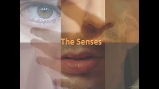 Anatomy and Physiology Review of the Senses the Ears
