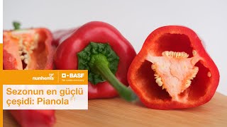 Basf I Nunhems Pianola F1