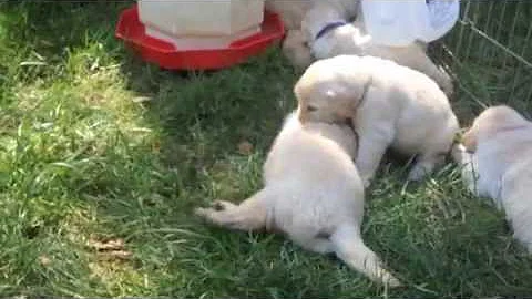 Puppies Go Outside