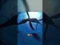 The Scientific Journey of Liopleurodon: Unveiling a Jurassic Predator #JurassicPredator#Fossils