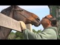 Life Off the Tracks: Retired Racehorses Get a 2nd Chance