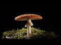 Fly agaric growing time lapse filmed over 3 days magic mushroom amanita muscaria