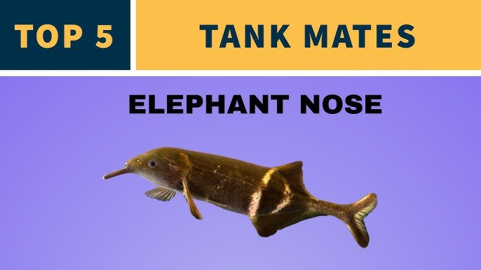 Elephant Nose Fish Care and Information - Peters' Elephantnose fish Care  Guide 
