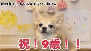 チワワの銀さんチャンネルの最新動画 Youtubeランキング