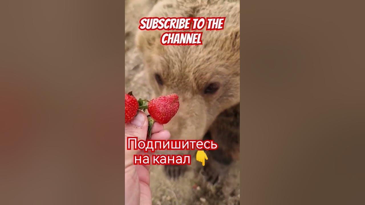Медведь ест клубнику. Bear eats strawberries. #клубника #теплица # ...