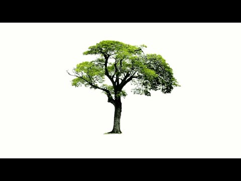 Tree - YouTube