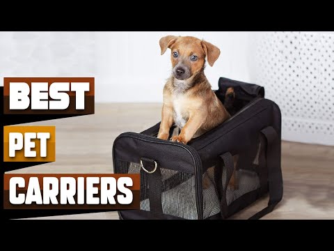 Video: Temukan Carriers Terbaik untuk Anjing Anda