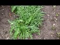 How to Grow Rocket Lettuce from Seed
