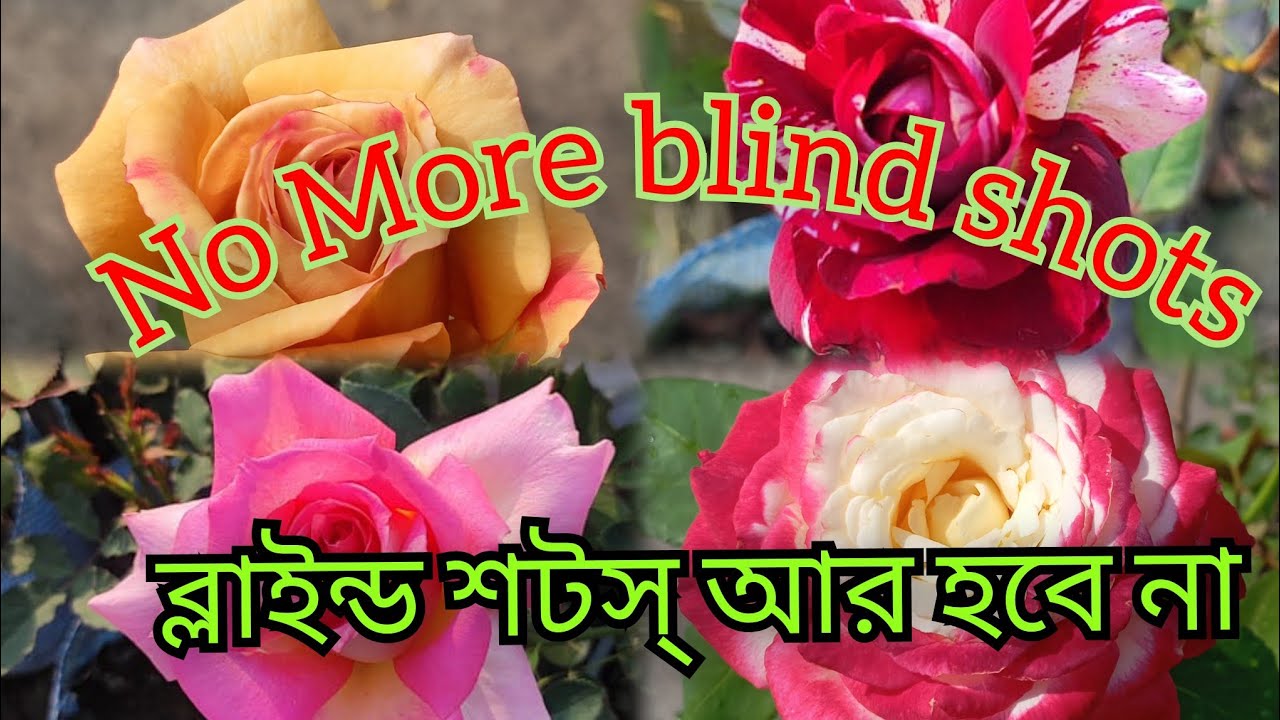 টেনশন ফ্রী হয়ে গাছ করুন।। Tricks to get rid of blind shots in roses।। 