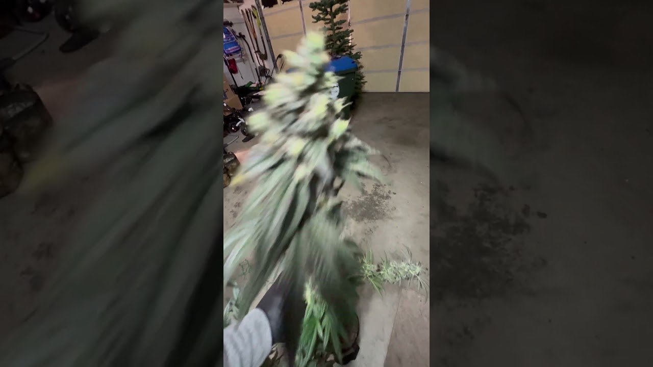 Archive Portland Seeds- “duct tape” which is Dosidos x GorillaGlue #4! Absolute fire! 