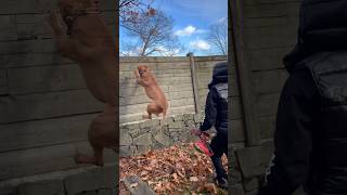 90-95 POUNDS SOLID VS 6ft WALL 🔥 #pitbull 90-95 POUNDS SOLID VS 6ft WALL 🔥 #pitbull