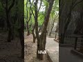 #shorts park