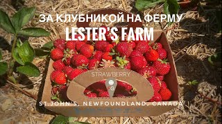 За клубникой на ферму Lester’s. St.John’s, Newfoundland, Canada