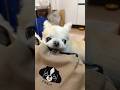 【ガウガウ犬】ママがバッグを置いた隙に…😂