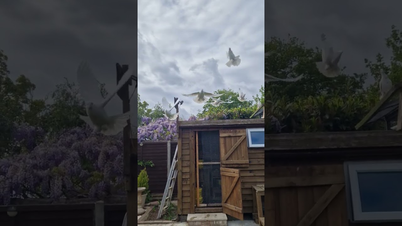 10 hour fly for the Tippler pigeons