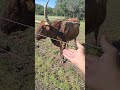 The Dare 🤣 Touch The Horn #longhorns #texas #farmlife #like