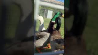 Got Some Ducks Unfortunately Can’t Keep Them Allducks #JenningsCounty #indiana #farmlife #Bartering