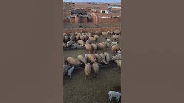 يابا انا قربانك ماريد ابن المدينة اريد ولد الي بل قرية لو اقعد على الحصيرة 