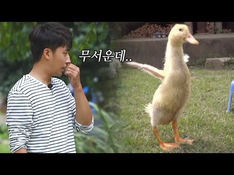 3bob 손오리들의 폭풍성장기! 익룡이 되다! 160812 EP.7