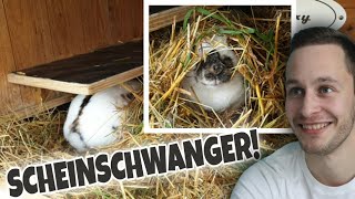 Trixy Ist Scheinschwanger Nest Bauen Schustrich S 2.0